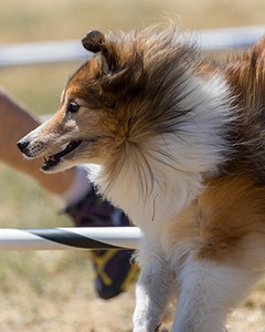 20160618-CCKC-1943.jpg