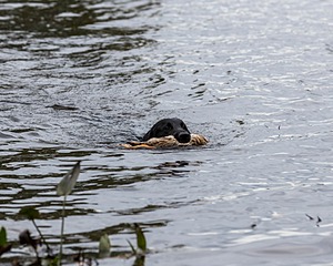 Otter Young