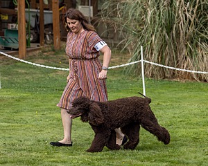 11 - GCH CH BREKKON'S FIRST MARK BN RN CGC TKN (Hunny)