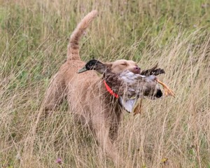 Spice Reed