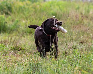 Murphy