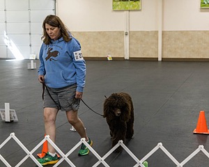 2304 - GCH CH BREKKON'S FIRST MARK BN RN CGC TKN (Hunny)