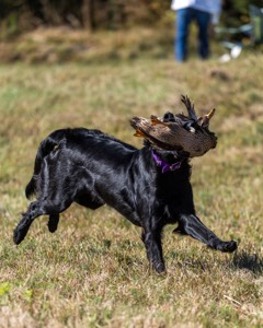 Test Dog
