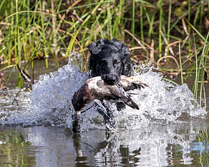 Hunter
