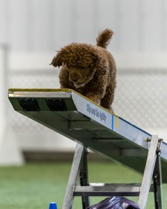 Champ Soccodato
