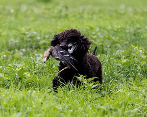 Ghillie Kezer