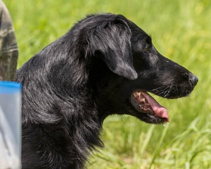 Hunter Law