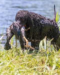 Ghillie Kezer