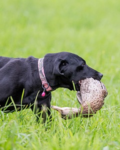 20170603-SHRL-1216.jpg