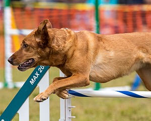 20190616-CCKC-1572.jpg