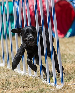 20160618-CCKC-1639.jpg