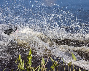 Remi DeFeo