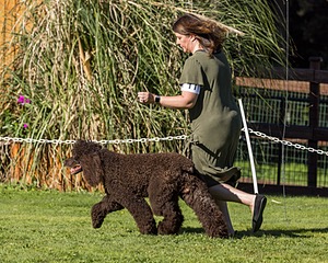 11 - GCH CH BREKKON'S FIRST MARK BN RN CGC TKN (Hunny)