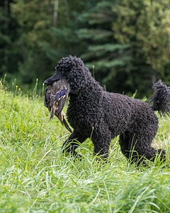 Briscoe Cassidy