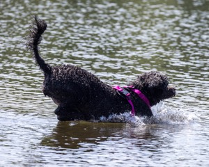 Tango Abbruzzese