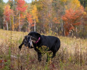 Shoreline's Dancing Girl (Sadie)
