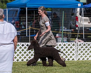 62 - GCH CH Chantico's Dark And Stormy BN RN (Kiera)