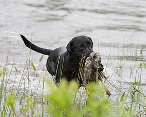 20080531-HRW-1075.jpg