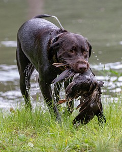 Tucker