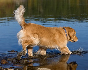 Jamie McGee
