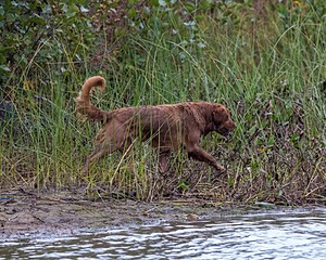 Tracker