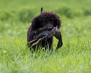 Ghillie Kezer