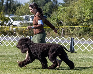 25 - GCH CH POOLE'S IDE RIPTIDE OHS RI DS CGC (Rip)