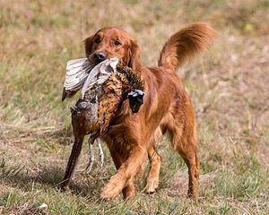 Tracker