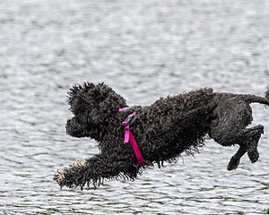 "Mistral" & Tobi-Ann