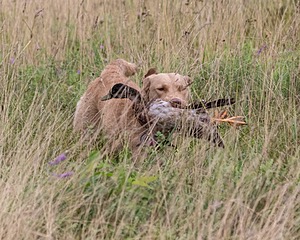 Spice Reed