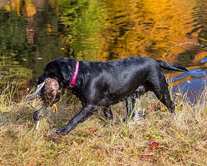 Shoreline's Dancing Girl (Sadie)