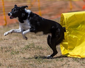 20160619-CCKC-1357.jpg