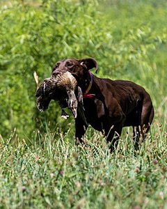 Roxy Fearnley