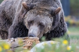 Grizzly & Wolf Discovery Center, West Yellowstone