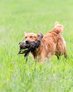 20160605-SHRL-0117.jpg