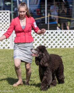 47 - GCH CH Poole's Ide Reversal Of Fortune