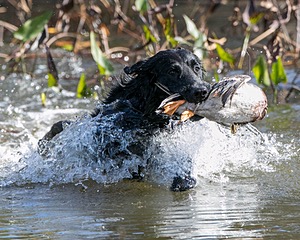 Splash
