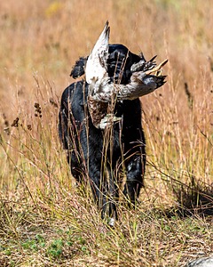 Ruger Bodine