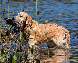 Ghillie Deresienska