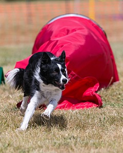20150613-CCKC-0201.jpg