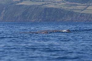 Sperm Whale