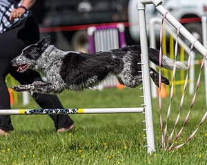 20170520-NEAT-2507.jpg