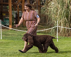 11 - GCH CH BREKKON'S FIRST MARK BN RN CGC TKN (Hunny)