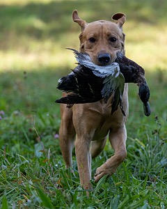 Seamus Firisin