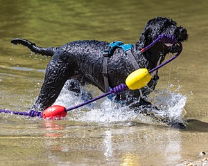 Micah Marian