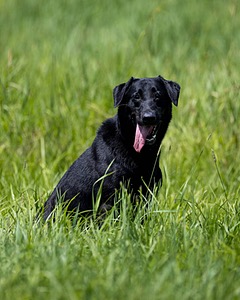 Cane Robichaud