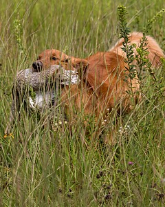 Camo Smollin