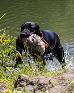 Otter Marro