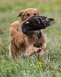 Mickie Pastor