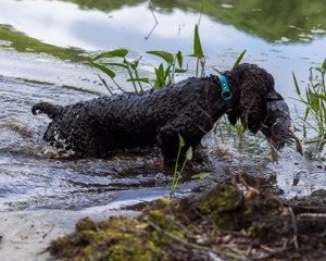 Ghillie Kezer